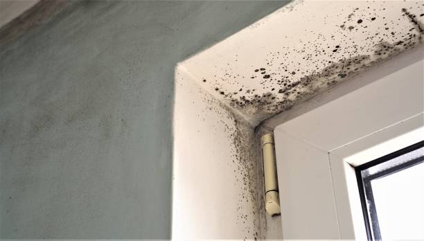 Best Environmental Consulting for Mold Prevention  in Brookings, SD