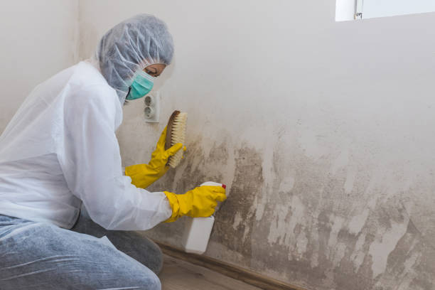 Best Airborne Mold Testing  in Brookings, SD