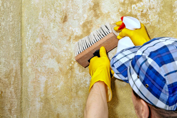 Reliable Brookings, SD Mold Removal Solutions