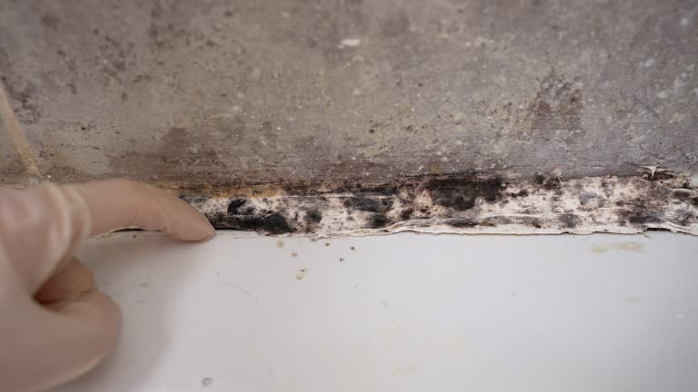 Best Attic Mold Removal  in Brookings, SD