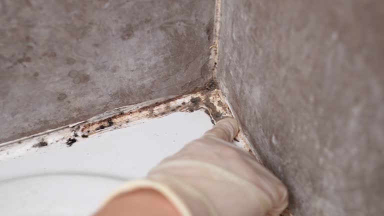  Brookings, SD Mold Removal Pros
