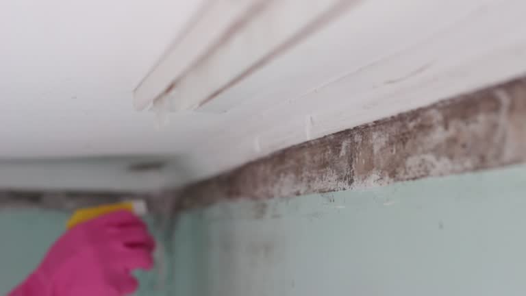 Best Basement Mold Removal  in Brookings, SD
