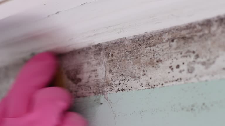 Best Mold Damage Restoration  in Brookings, SD